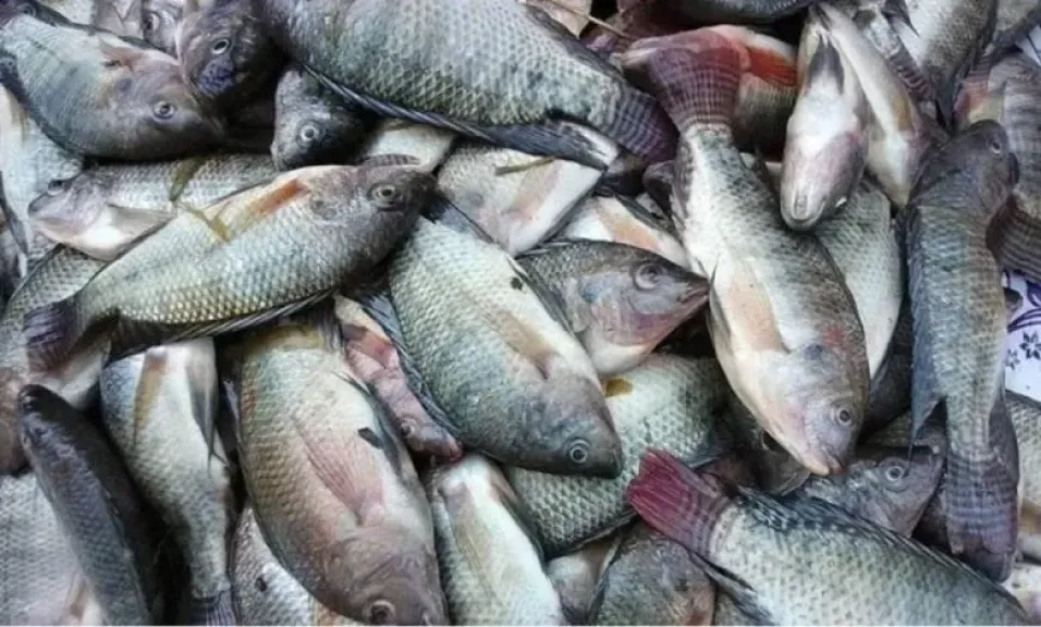 البوري بـ 120 جنيها .. أسعار الأسماك والجمبري اليوم الأربعاء