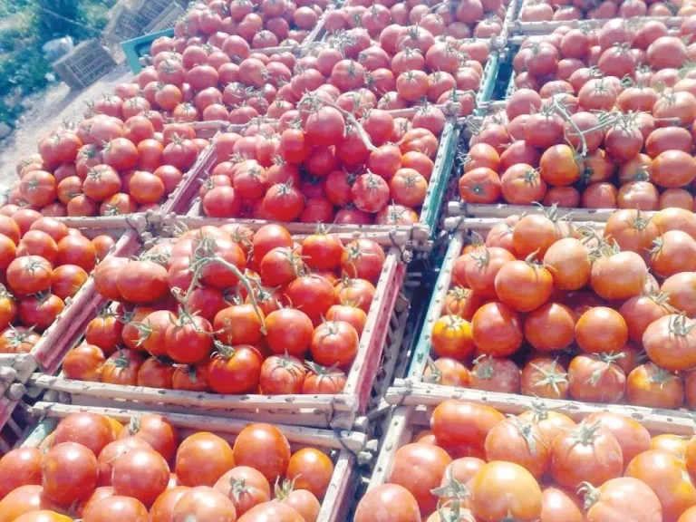 مفاجأة في سعر الطماطم .. أسعار الخضار والفاكهة اليوم الأربعاء