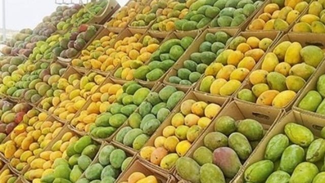 أسعار المانجو تفاجئ الجميع اليوم الجمعة