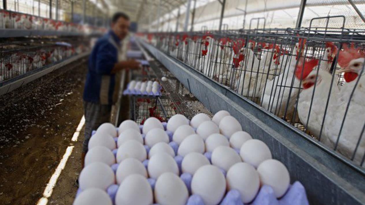 استقرار نسبي في أسعار الدواجن والبيض بالسوق المصرية اليوم الثلاثاء 15 يوليو 2025