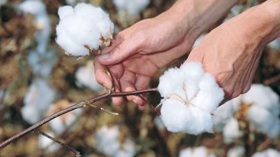 القطن المصري يستعيد عرشه.. خطوات فارقة من الزراعة لاستعادة مكانة الذهب الأبيض