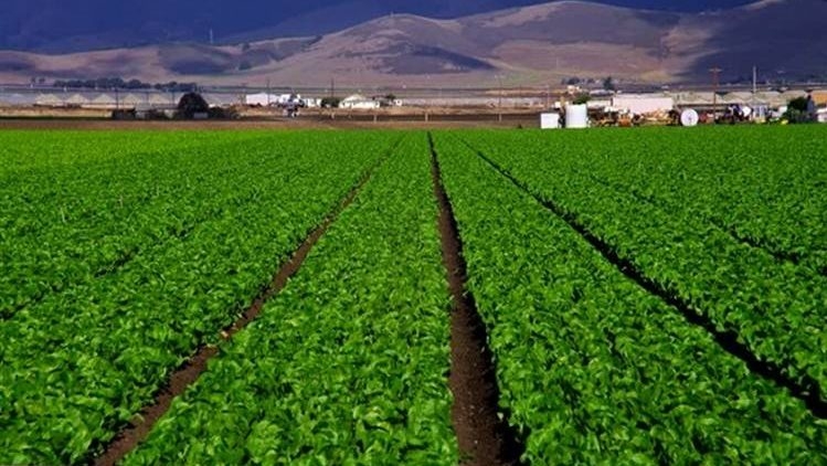 الحكومة: مشروع تطوير الريف المصري «حياة كريمة» يقترب من إتمام مرحلته الأولى