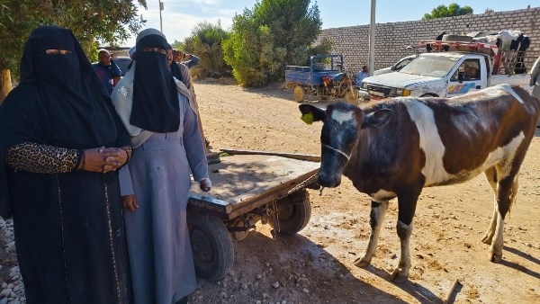 لدعم المرأة الريفية .. الزراعة توزع أبقارًا مجانية بأسوان