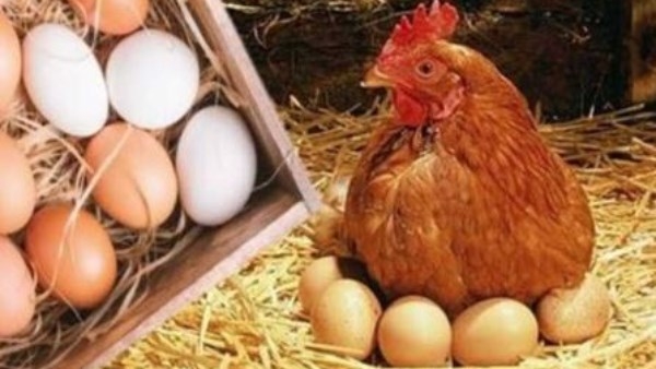 نزلت 20 جنيه .. مفاجأة في أسعار الدواجن والبانيه اليوم الخميس