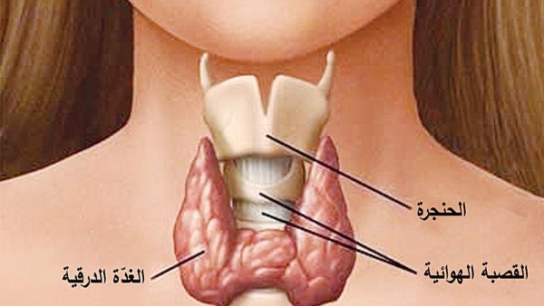 مادة تحمي من سرطان الغدة الدرقية.. اكتشفها