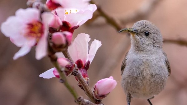 رمز النماء والجمال.. جبال سانت كاترين تتزين بزهور اللوز الفواحة في موسمها