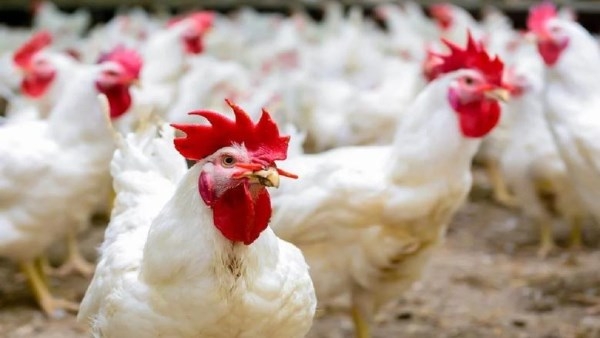 انخفاض أسعار الفراخ والدواجن اليوم بالأسواق