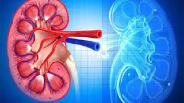 التدخين أبرزها .. عادات يومية تدمر الكلى
