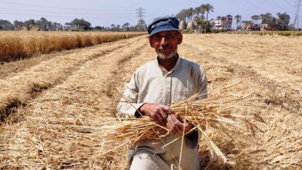 مقدار زكاة القمح بالكيلو وكيفية حسابها.. اعرف الطريقة