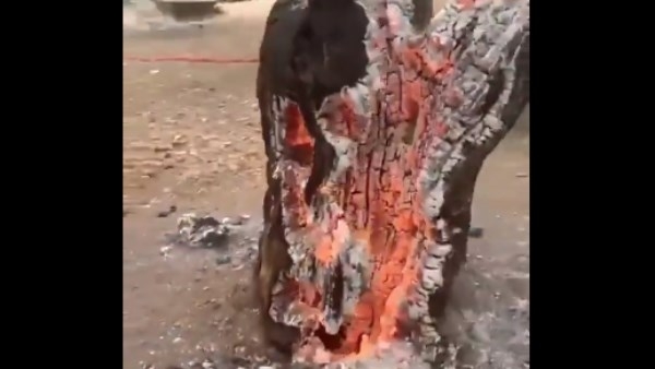 الأشجار تحترق من الداخل في إسرائيل .. ما القصة؟