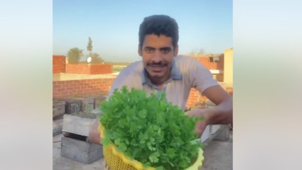 طريقة السمالوسي .. حيلة جديدة لزراعة الخضروات تحقق ملايين المشاهدات