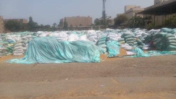 محافظ أسيوط: توريد 182 ألف طن قمح للشون والصوامع حتى الآن