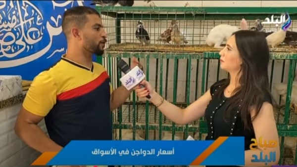 أسعار الدواجن في السوق النهارده.. فيديو