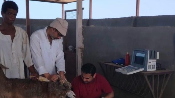 بحوث الصحراء يطبق تقنية السونار لتعزيز انتاجية الثروة الحيوانية بحلايب وشلاتين