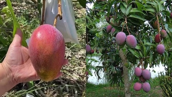 الواحدة بـ50 ألف جنيه.. حكاية أغلى مانجو فى العالم