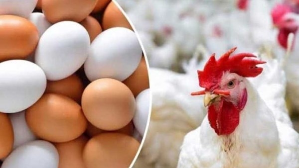 لا نية للارتفاع.. استقرار واضح في أسعار الفراخ والبيض اليوم الجمعة