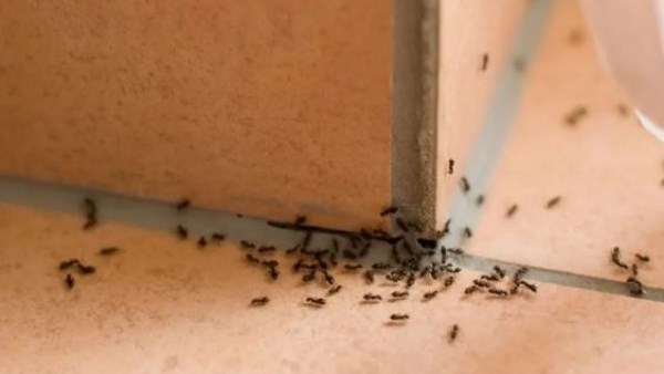 بدون كيماويات .. 3 طرق طبيعية للتخلص من النمل