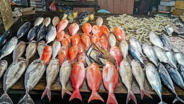 أسعار الأسماك بأسواق الوادي الجديد