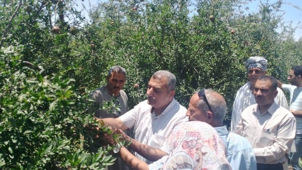الزراعة: الإشراف على تصدير 400 ألف شتلة فراولة وأكثر من 25 ألف شتلة فاكهة