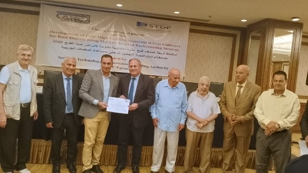 لتحقيق الأمن الغذائي.. استنباط أربعة أصناف قمح جديدة عالية الإنتاجية