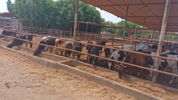 بدء حملة التحصين الشاملة السبت المقبل.. رفع درجة الاستعداد القصوى في مديريات الطب البيطري.. وتوفير الكميات