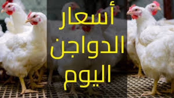 كيلو البانيه بـ170 جنيه.. أسعار الفراخ والبيض اليوم