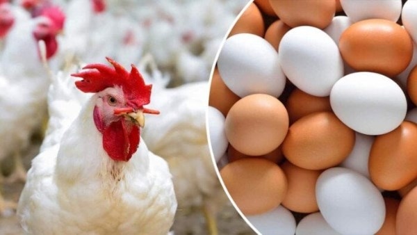 تذبذب طفيف.. أسعار الدواجن والبيض بعد آخر صعود