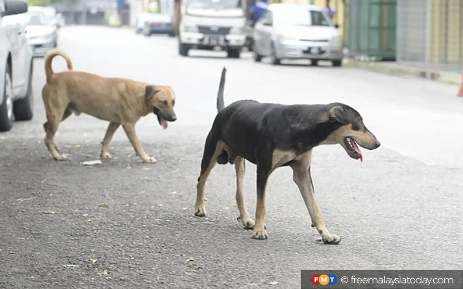 Bar urges AGC to review legality of Negeri Sembilan's stray dog culling plan