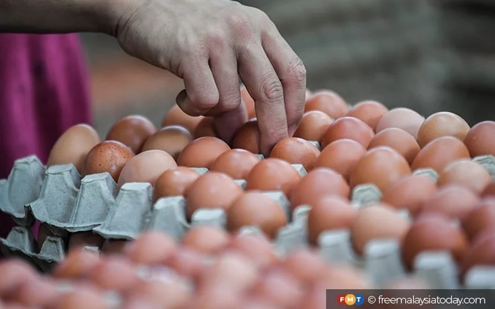 Govt cuts egg subsidies by half, targets complete removal by Aug 1