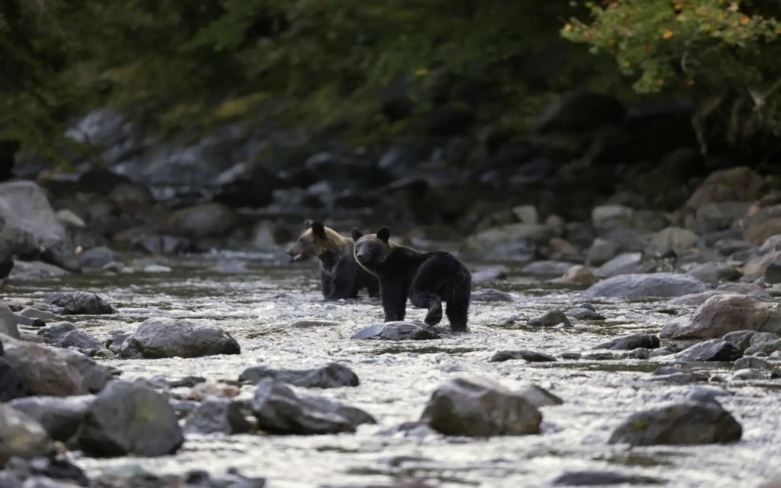 Bear attacks woman outside home for disabled in Japan
