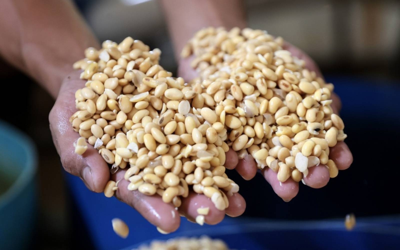 India's soybean acreage to shrink as farmers favour corn, sugar cane