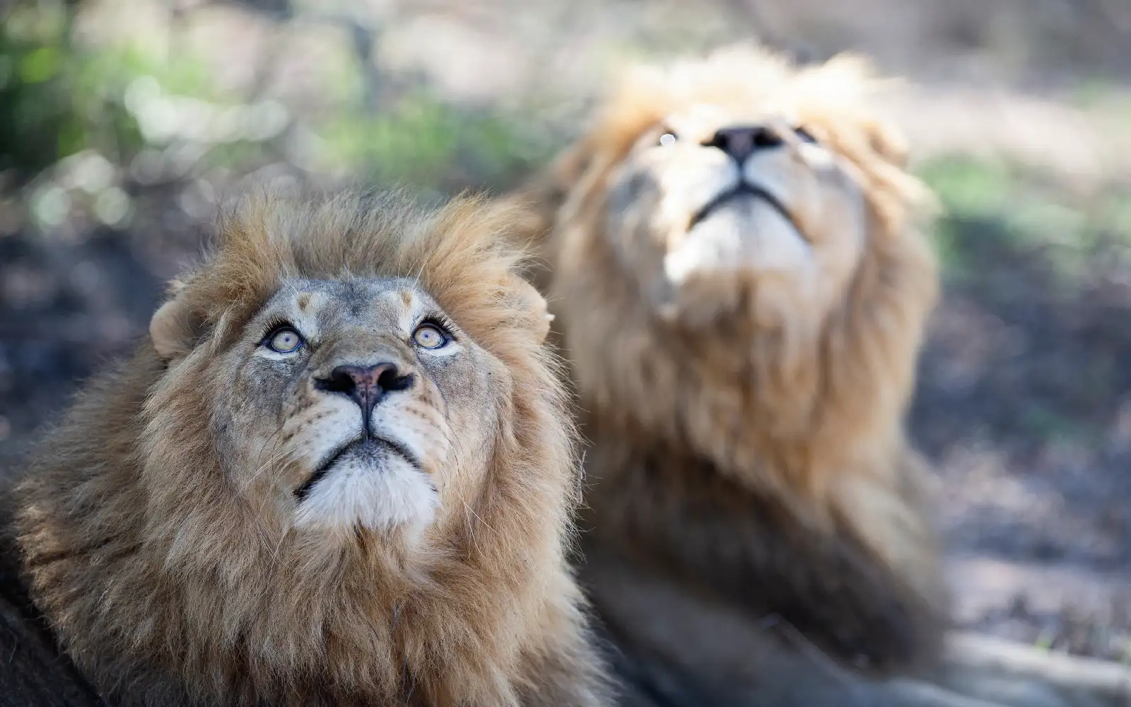 Lion kills man at Namibian safari lodge