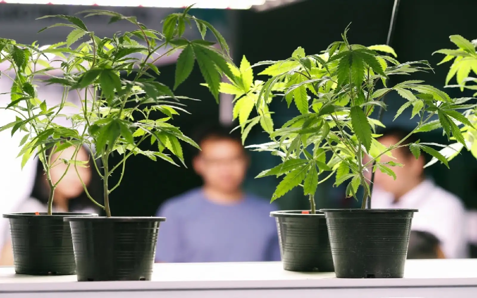 Thailand to require medical certificates for buying cannabis