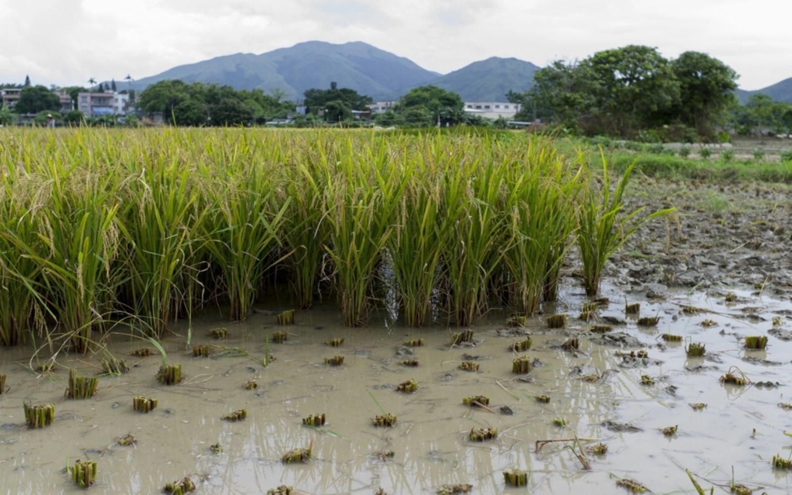 Carbon project developers call for complaints procedure overhaul