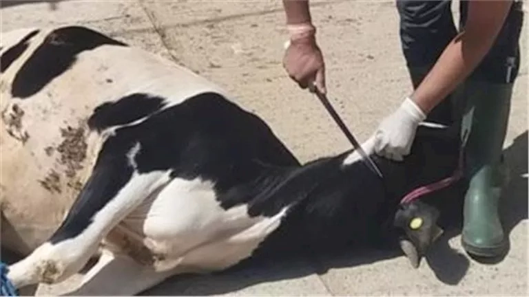 حبس سنة وغرامة 10 آلاف جنيه.. عقوبات ذبح الأضاحي خارج المجازر