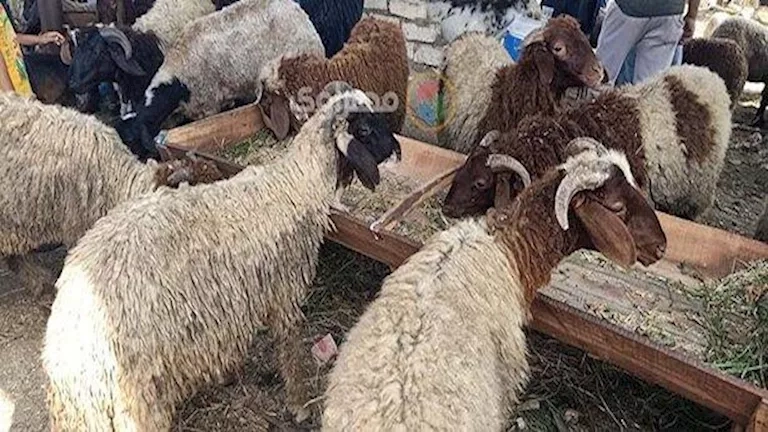 تحذير من تناول الدهون الحيوانية في عيد الأضحى