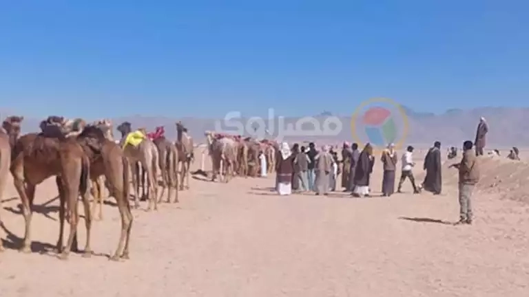 أطفال على ظهور الجمال.. 10 قبائل تتنافس في سباق الهجن التنشيطي بطور سيناء