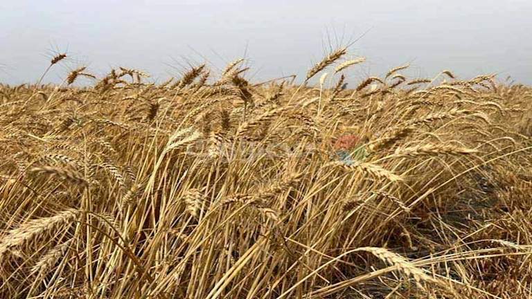 ارتفاع معدلات توريد القمح المحلي بالإسماعيلية بنسبة تجاوزت المستهدف