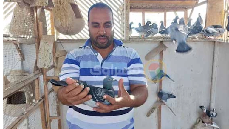 بعين الخبير وقلب العاشق.. "جمال الحكيم" يفك شفرة سباقات الحمام الزاجل ويهزم المسافات