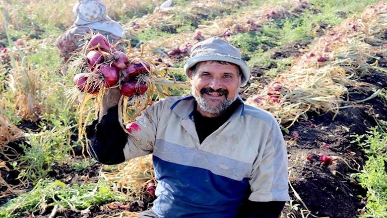 "إلحق قبل ما يغلي".. الدقهلية تطلق موسم حصاد البصل بإنتاج وفير وسعر 5 جنيهات للكيلو