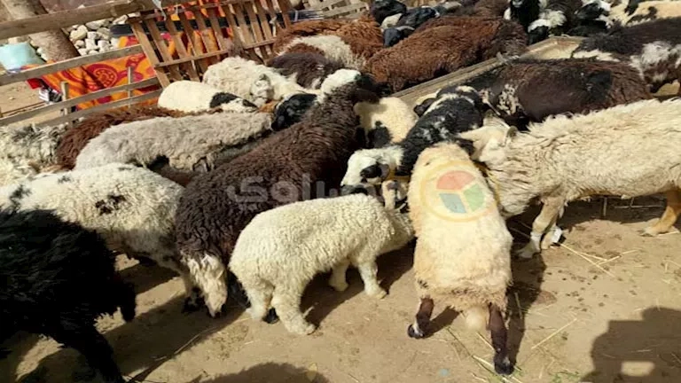 تعرف على طرق حجز أضاحي وزارة الزراعة 2025 وأماكن توافرها