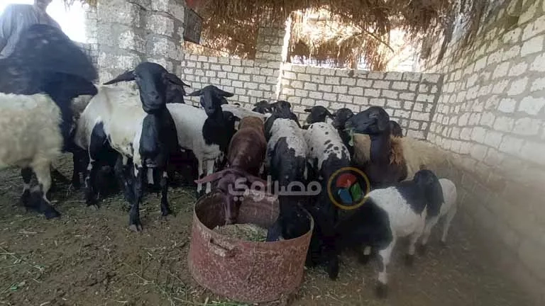 الإفتاء توضح حكم اشتراك غير المسلم في الأضحية الكبيرة.. هل يجوز شرعًا؟