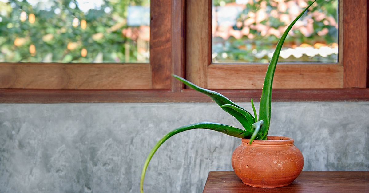 10 Benefits of Using Aloe Vera on Your Face
