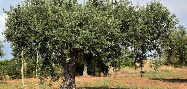 خبير في السياسات الفلاحية: ارتفاع درجات الحرارة ساهم في حماية أشجار الزيتون من الأمراض الفطرية