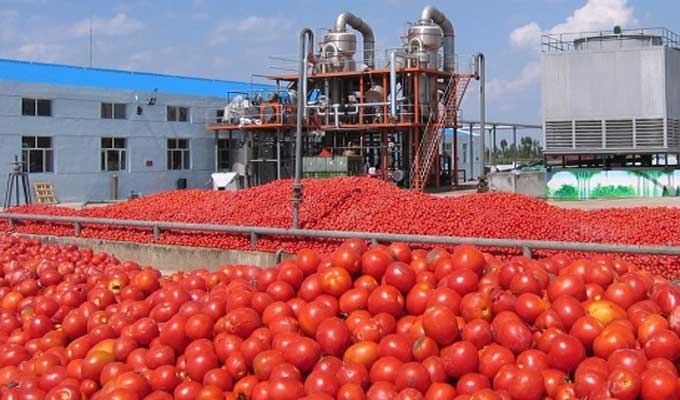 نابل: انتهاء موسم جني وتحويل الطماطم بإنتاج حوالي 260 ألف طن.