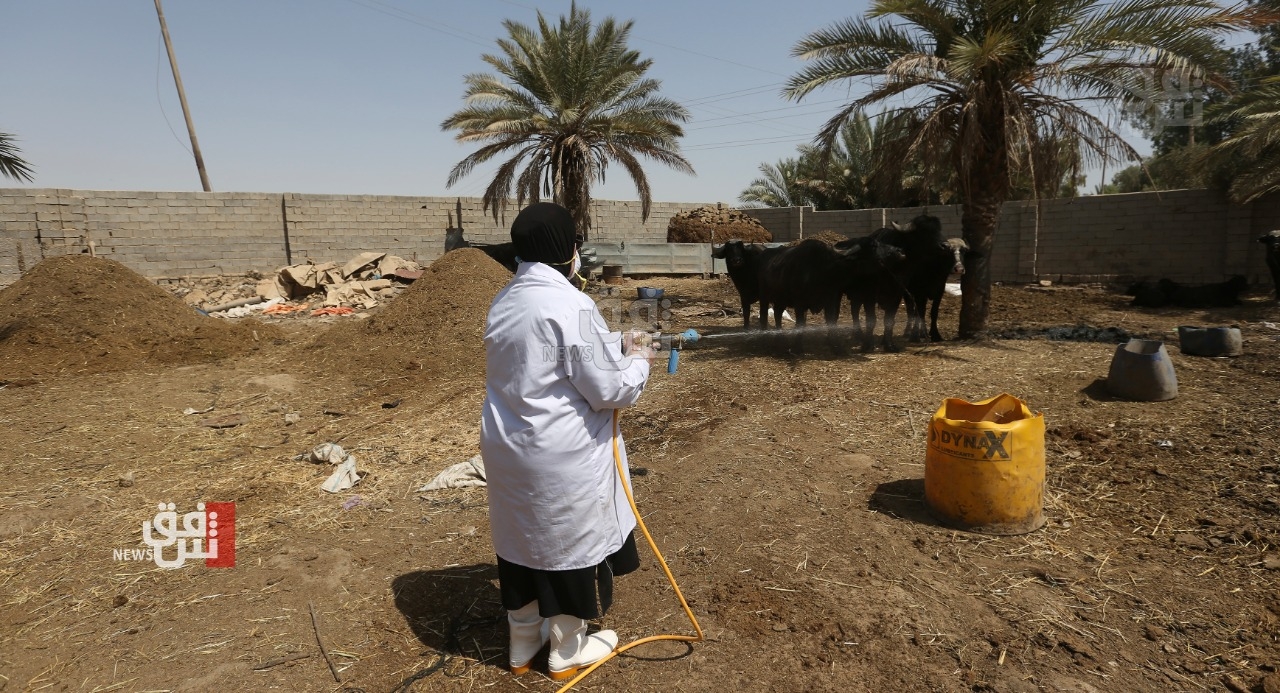 Kirkuk health teams race to contain CCHF after 3 deaths