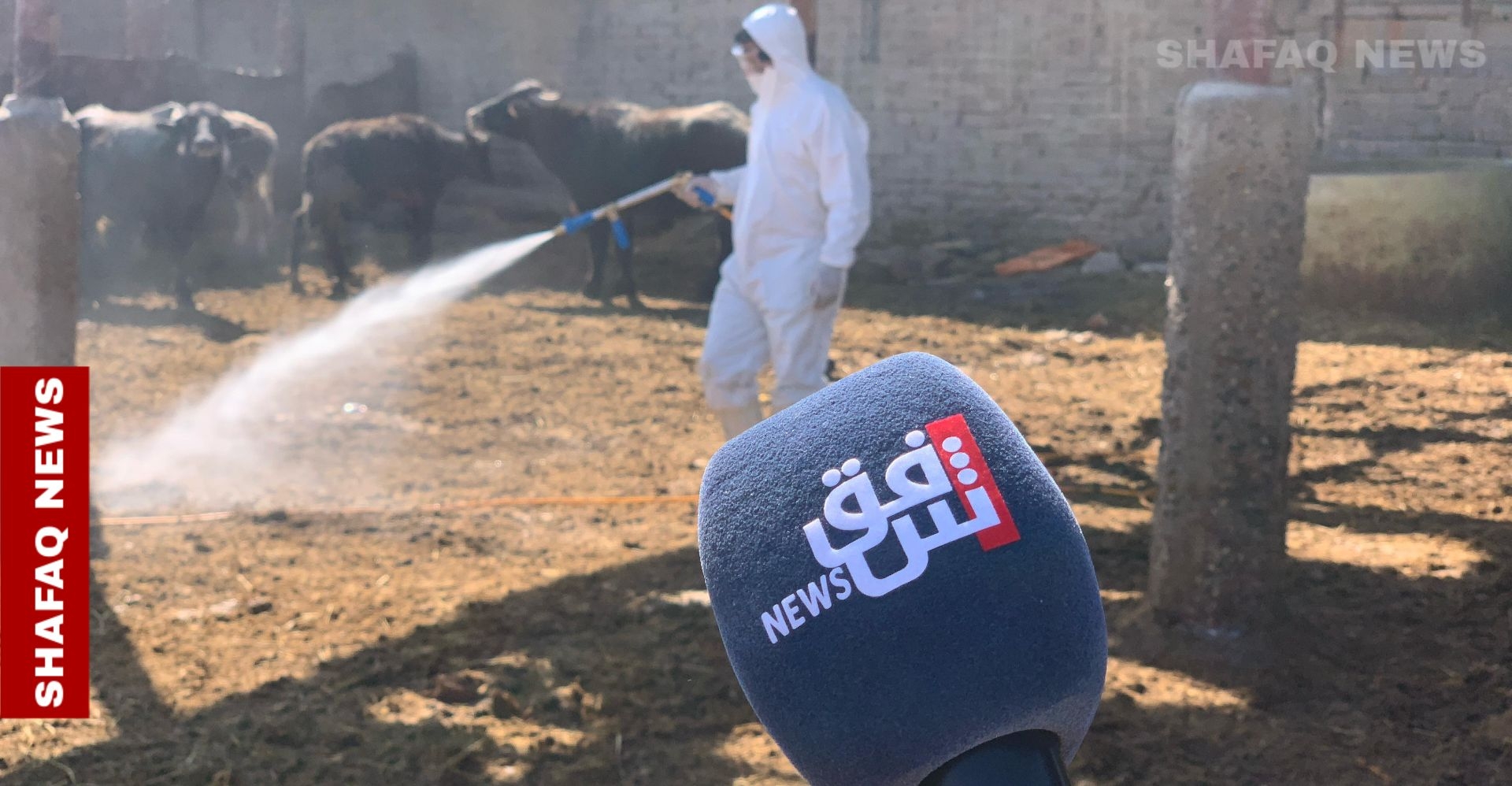 Iraq responds: FMD triggers immediate containment efforts, investigative committee