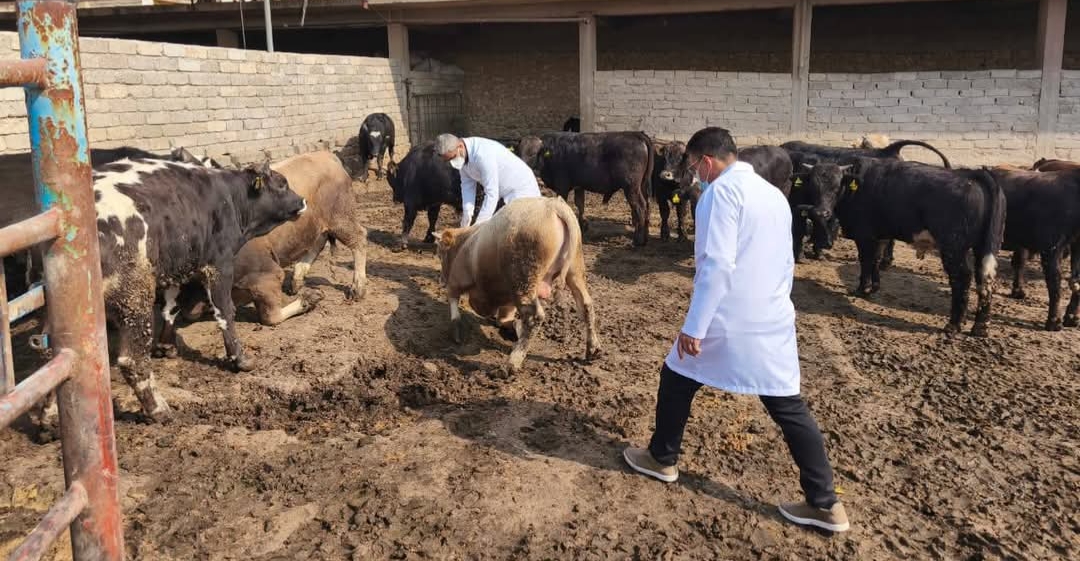 Iraq's Nineveh contains FMD; livestock breeders raise concerns