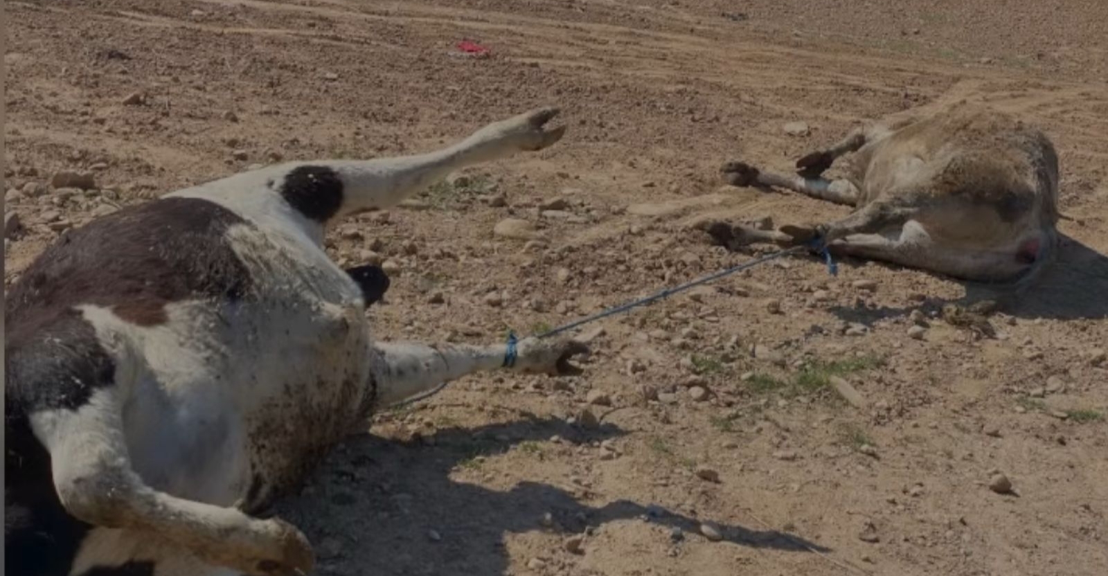 FMD outbreak in Mosul threatens Iraq's animal wealth