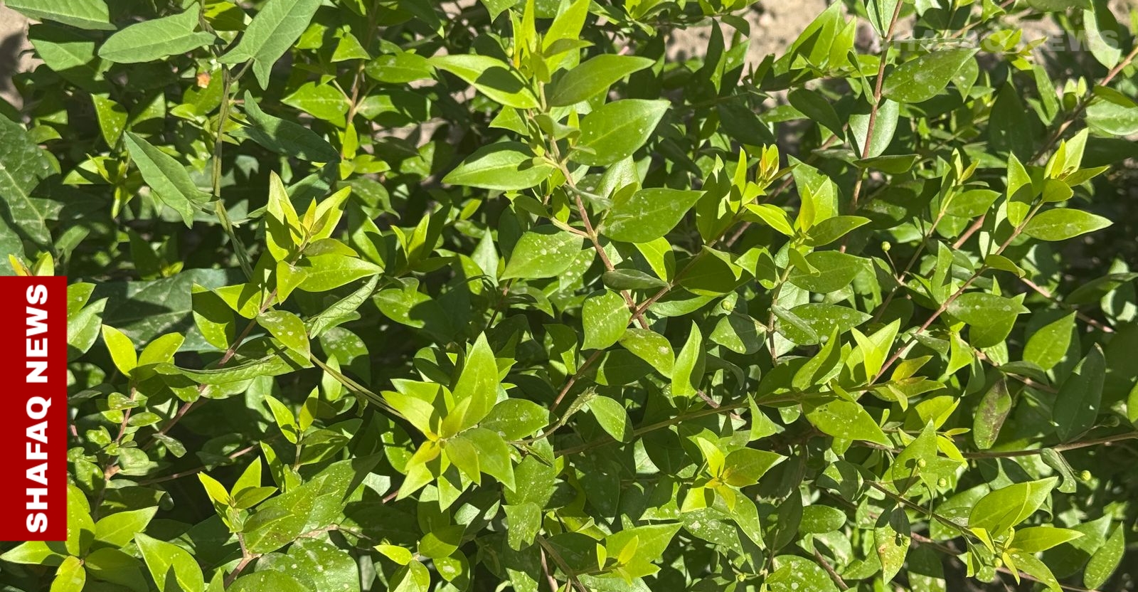 ليل بغداد بلا عطره.. غبار الإسمنت يخطف "النبتة المقدسة"